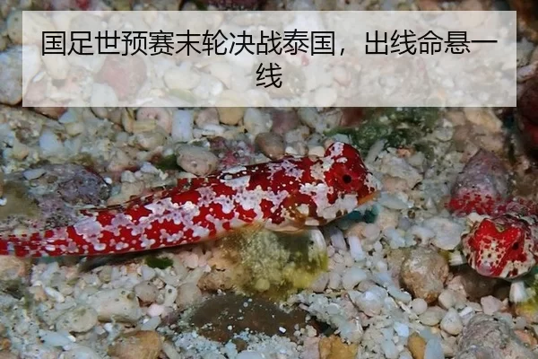guo-zu-shi-yu-sai-mo-lun-jue-zhan-tai-guo-chu-xian-ming-xuan-yi-xian-3-413.jpg